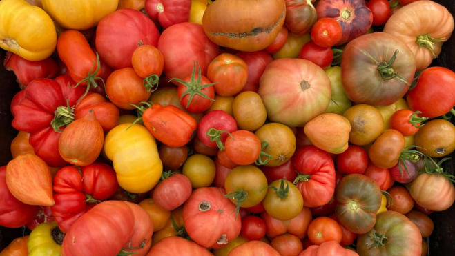 Diversas variedades de tomate en la Fiesta del Tomate de Cantabria / Foto: Facebook