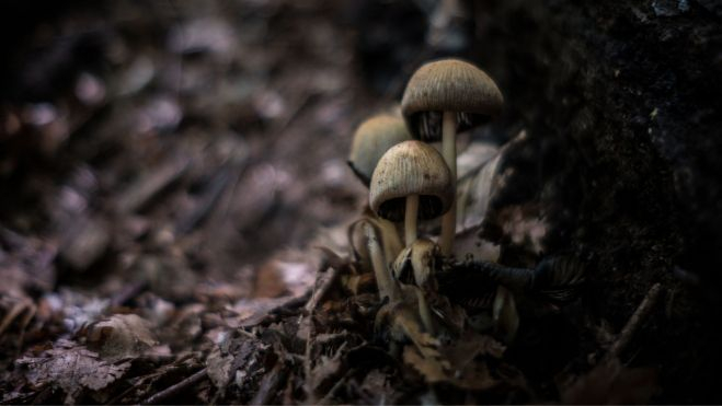 Setas en el bosque / Foto: Canva