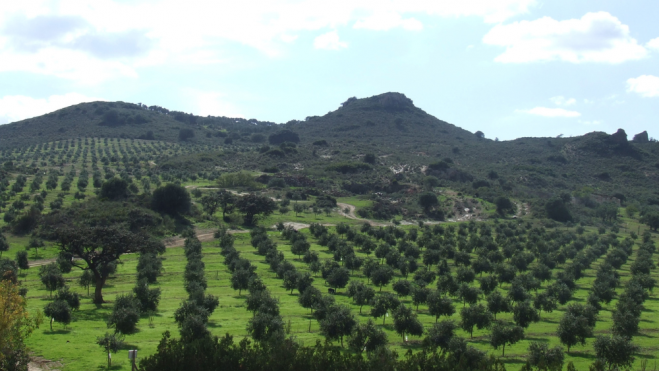Cultivo de olivos en Finca La Torre (Málaga) / foto: cedida