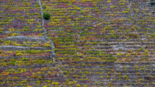 Paisaje de la viticultura heroica de la Ribeira Sacra / Foto: Canva