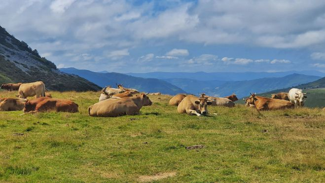 Vacas paciendo / Foto: Oficina de Turismo - Ayuntamiento Cangas del Narcea