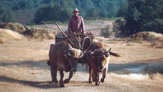 Un paisano montado en un carro con bueyes, en las montañas de León / Foto: FAO