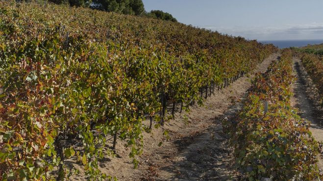Las viñas en Alta Alella / LENA PRIETO (Hule y Mantel)