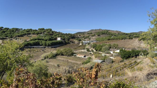 El terreno de las viñas en Alta Alella / LENA PRIETO (Hule y Mantel)