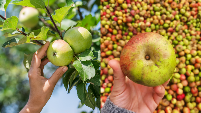 Recogida de manzanas y distintas variedades de manzana / Foto: Canva y Instagram Sidra Cortina