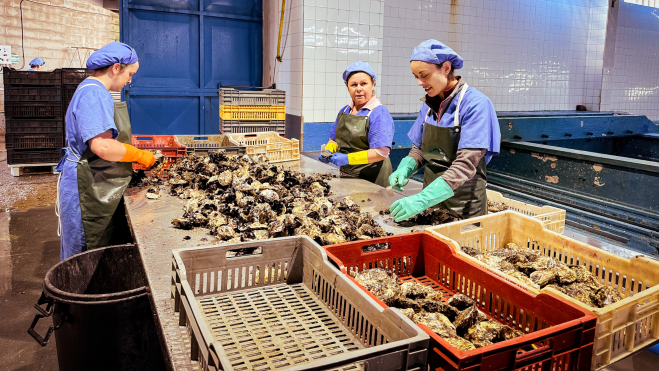 Limpieza de las ostras en la cetárea de Mariscos Laureano / Foto: Javier Llavona