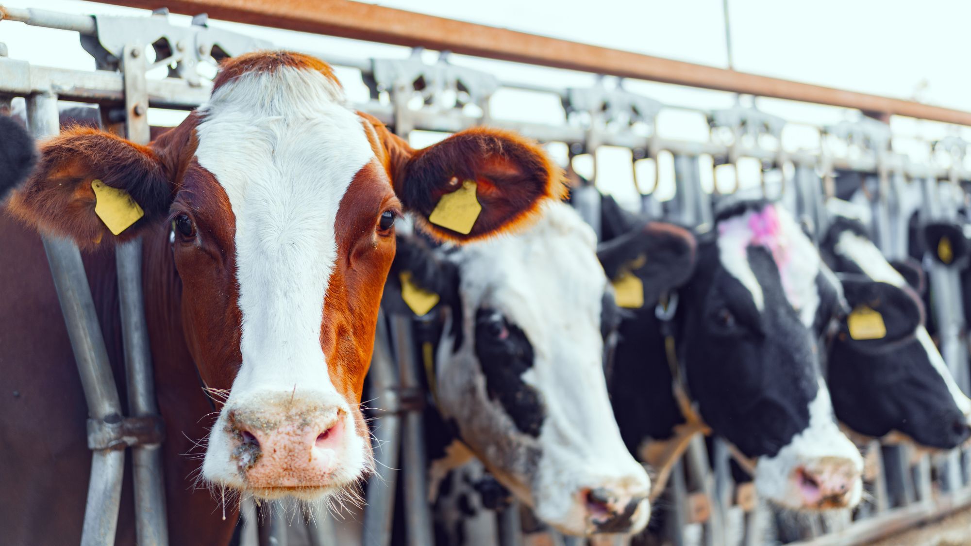 Vacas estabuladas en una granja / Foto: Canva / La ganadería de España estrena ley contra las macrogranjas