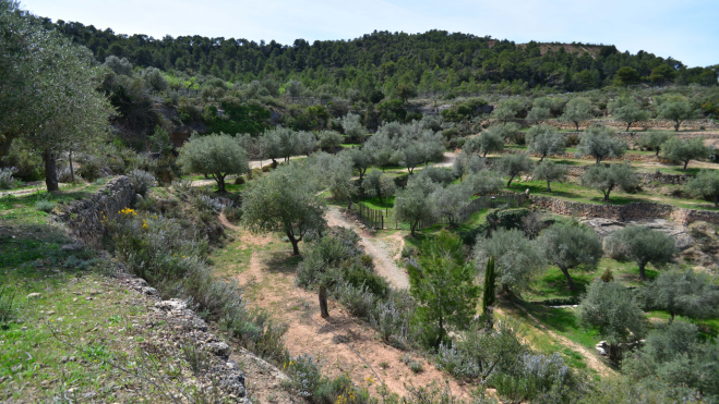 Olivos de la Asociación Trenca en la Vall de Bovera / Foto cedida