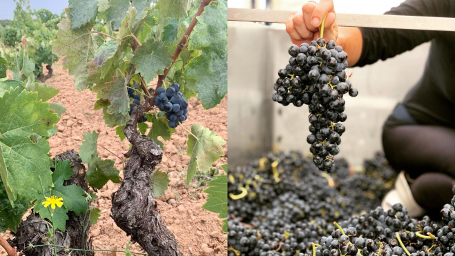 Viñedos y uvas en la bodega Dominio del Águila / Foto: Instagram