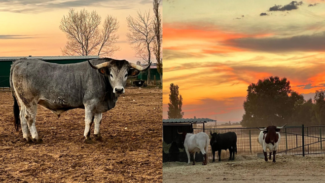 Bueyes y vacas de la ganadería Prado Alegre / Foto: Instagram