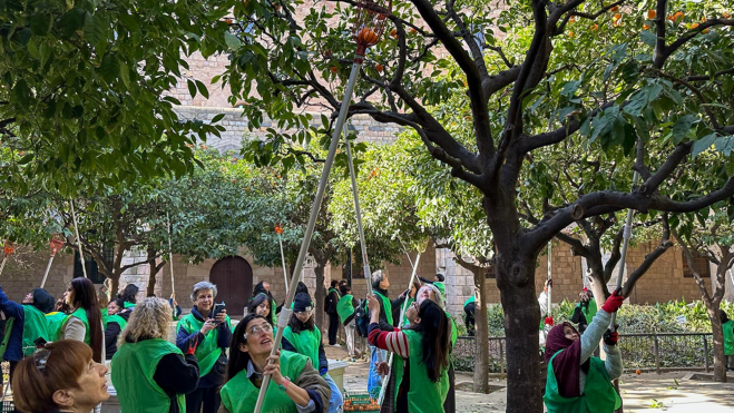 Recogida de naranjas con voluntarios y la Fundació Espigoladors / Foto: Iker Morán