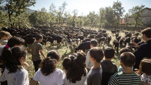 Los niños observan el paso de ovejas guadarrameñas por Cercedilla / FOTO CEDIDA