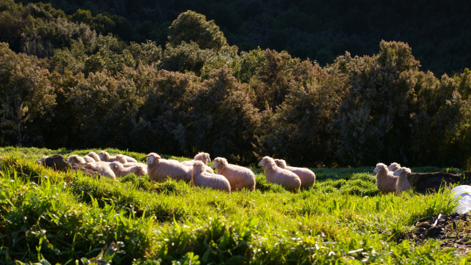 Rebaño de ovejas palmeras / Foto: GESCAN