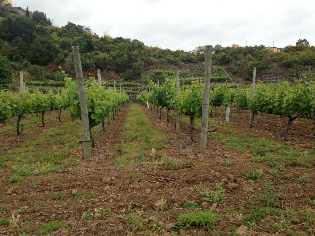 Viñas Viñátigo [Máximo Ancho 1024 Máxima Altura 768]