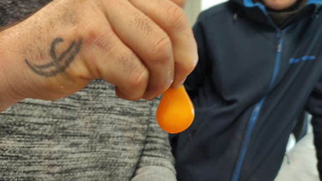 La prueba de frescura del huevo: sujetar la yema con los dedos / Foto: Òscar Gómez