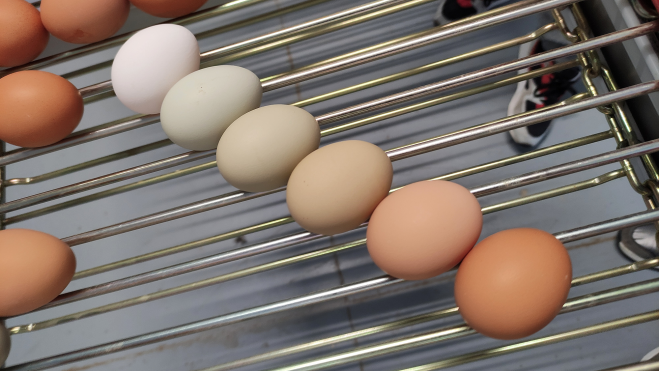 El color de los huevos cambia según la raza de la ponedora / Foto: Òscar Gómez