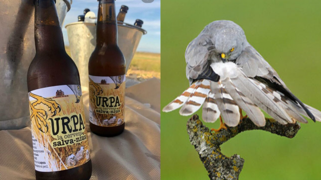 La cerveza URPA y el aguilucho cenizo / Foto: web
