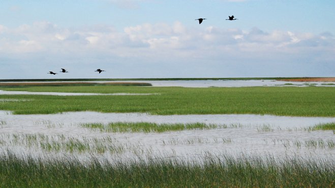 Pájaros sobrevolando una zona pantanosa de Doñana / Foto: Canva