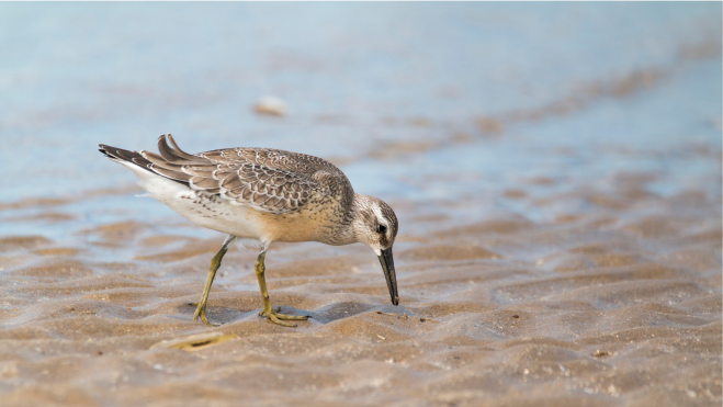 Pájaro en la playa del Parque Nacional de Doñana / Foto: Canva