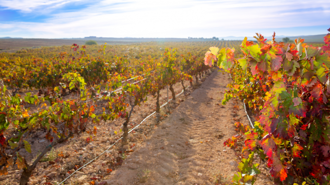 VIñedo en la región vitivinícola de Utiel-Requena / Foto: Canva