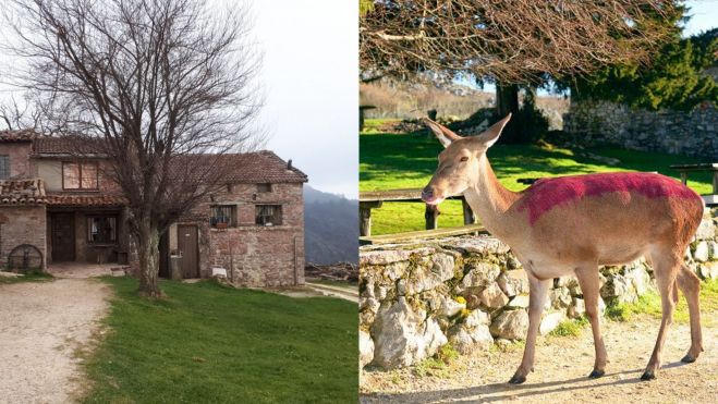 Bar Les Praeres y la bambi asturiana / Foto: Tripadvisor y Facebook