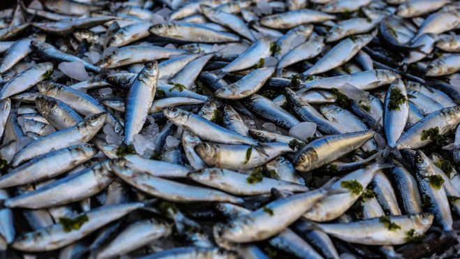 Peces azules acabados de pescar / Foto: Canva Peces azules acabados de pescar / Foto: Canva