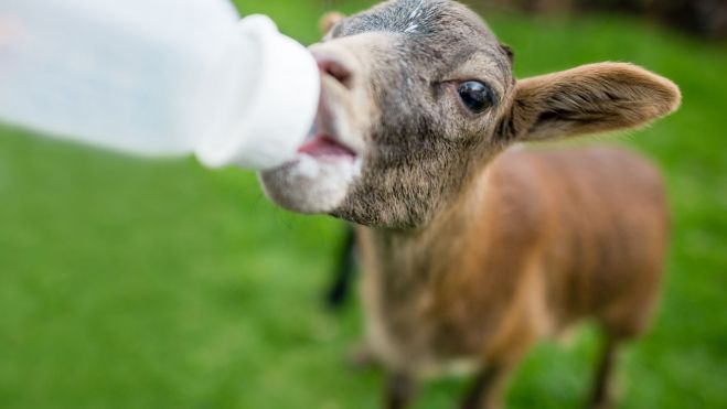 Cabrito bebiendo leche de cabra, apta para lactantes / Foto: Canva