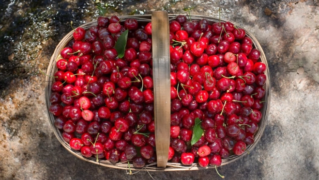 Cerezas del Valle del Jerte en un cesto / Foto: Canva