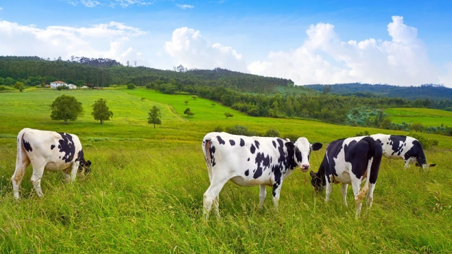 Vacas pasturando en Asturias / Foto: Canva
