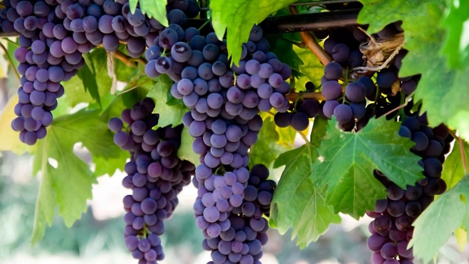 Rácimos de uvas moradas / Foto: Canva