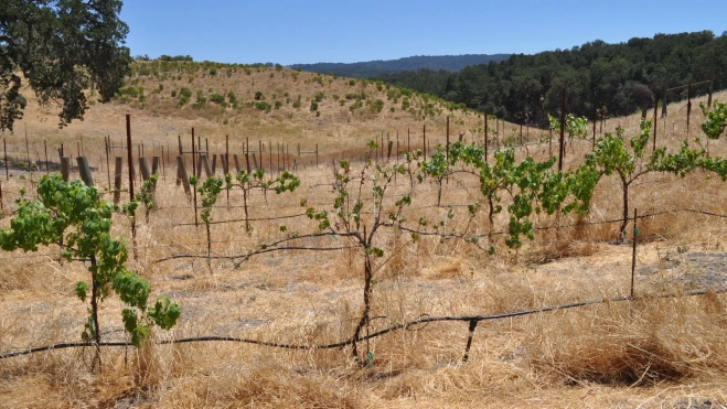 Cultivo de la vendimia en estado de sequía / Foto: Canva