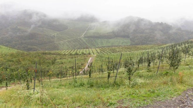 Pomarada en la finca La Cantera (Mieres) / Foto cedida Pomarada en la finca La Cantera (Mieres) / Foto cedida