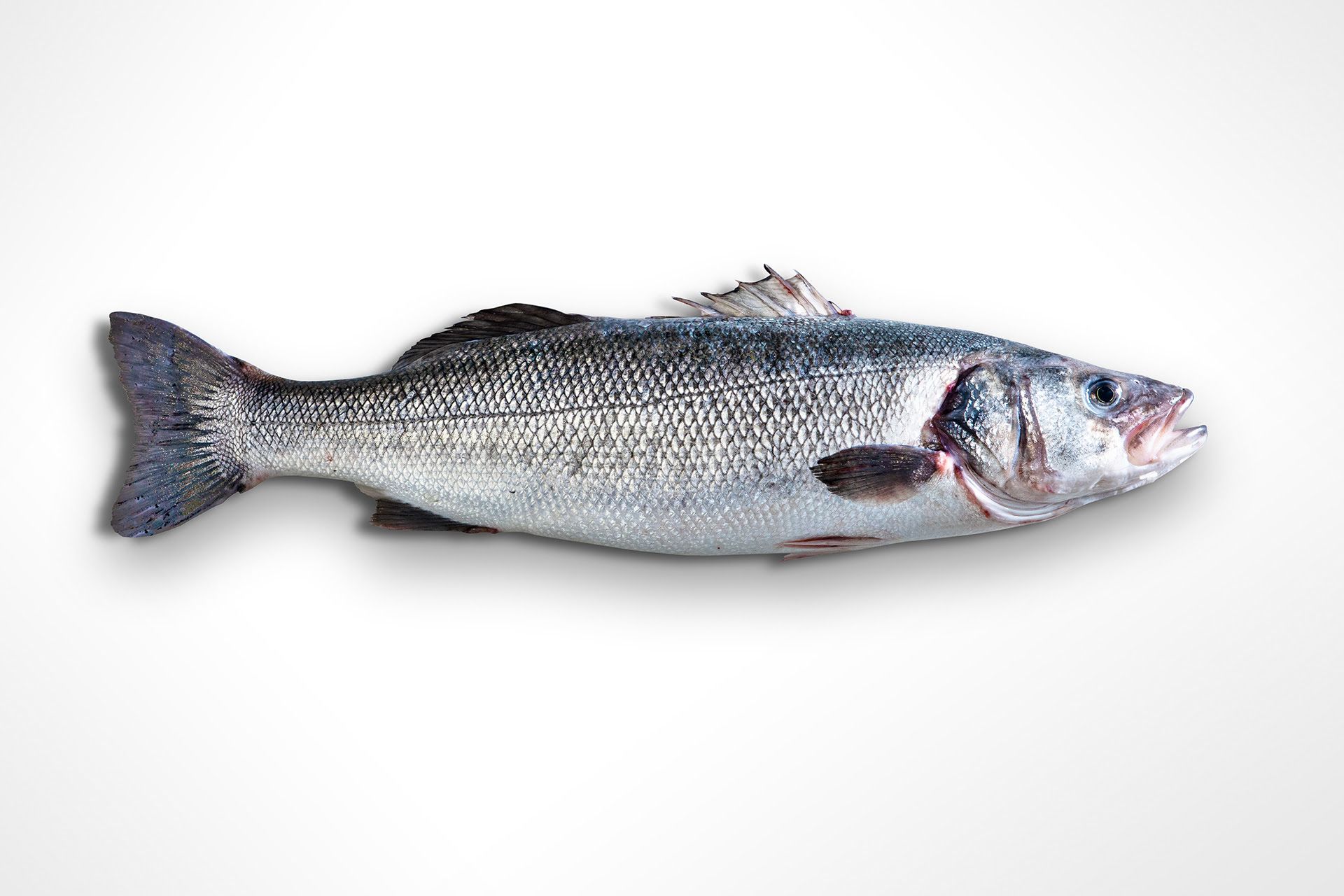 Aquanaria, despiece. Lubina.