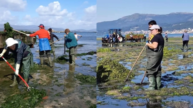 Limpieza de algas en el mar / Foto: Instagram Mulleres Salgadas