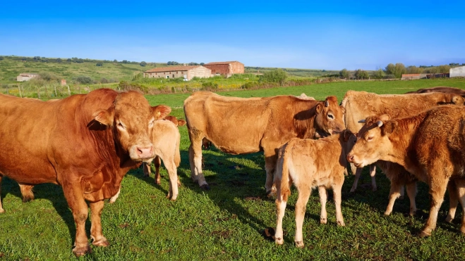 Vacas pastando en Extremadura / Foto: Canva