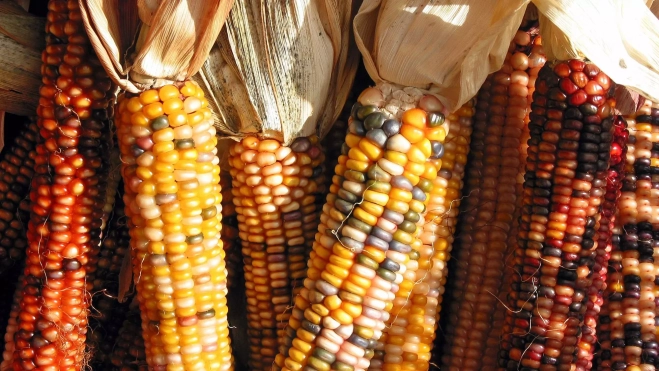 Mazorcas de maíz de diversos colores / Foto: Canva