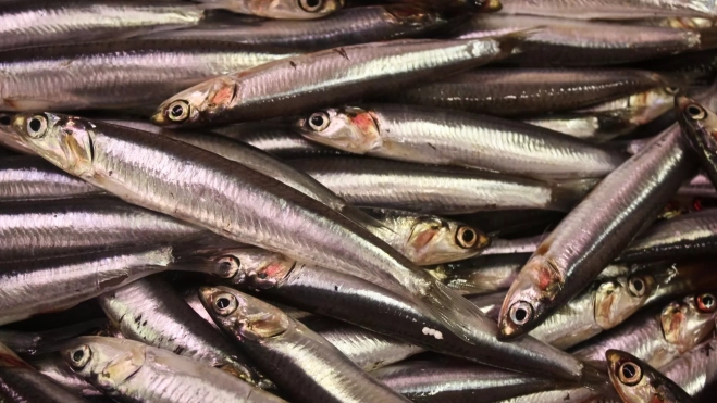 Anchoa europea / Foto: Canva