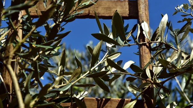Escalera de madera en un olivo / PIXABAY