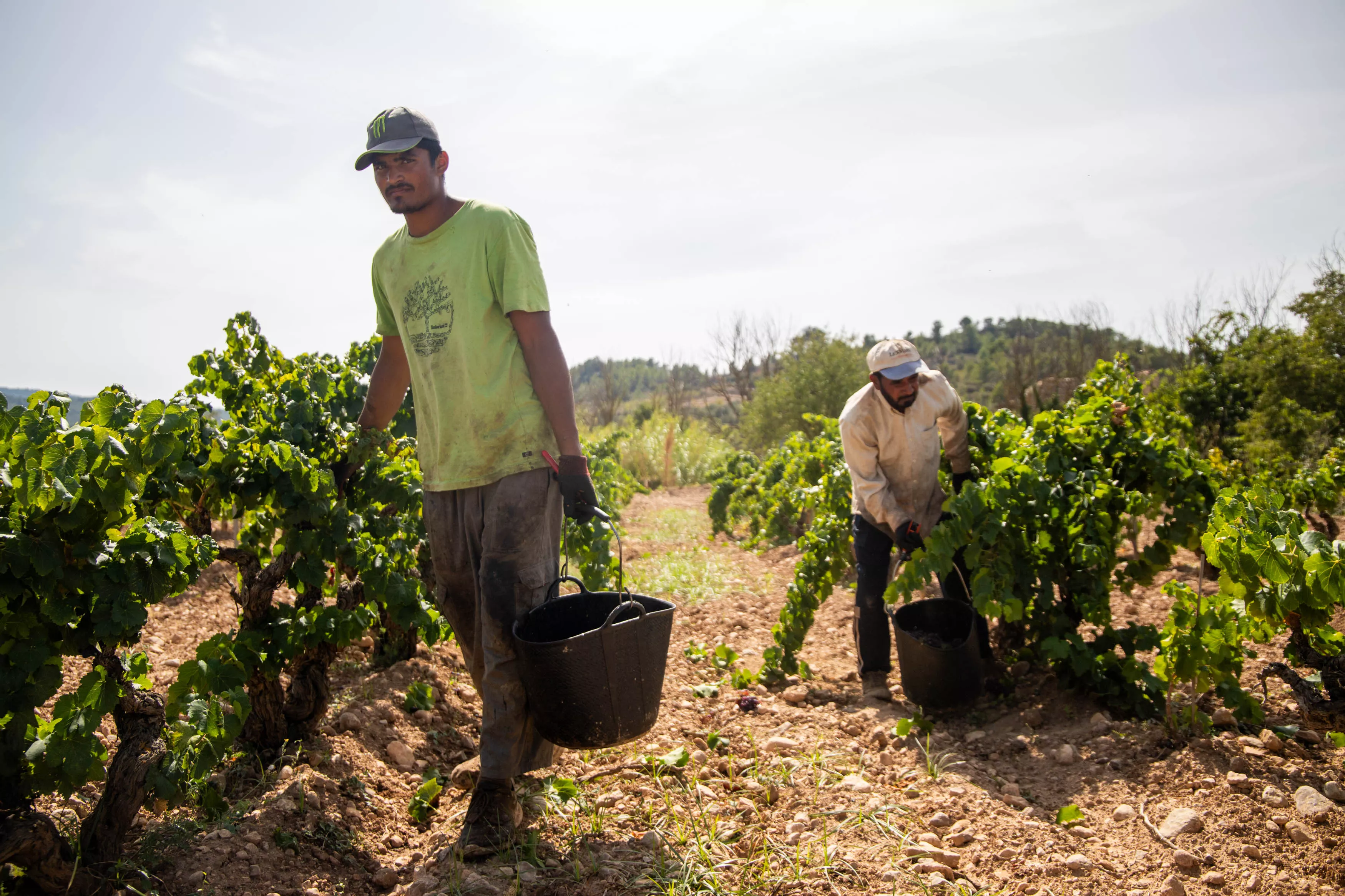 Vendimia en Terres de l'Ebre / GALA ESPÍN