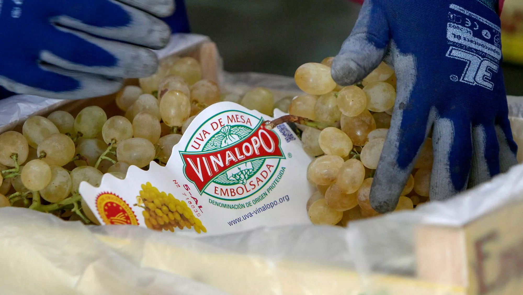 Uva de Mesa Embolsada del Vinalopó / Foto: EFE/Morell