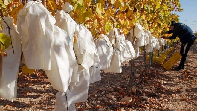 Uva de Mesa Embolsada del Vinalopó / Foto: EFE/Morell