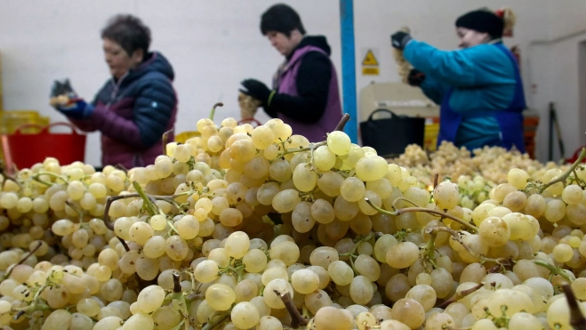 Uva de Mesa Embolsada del Vinalopó / Foto: EFE/Morell