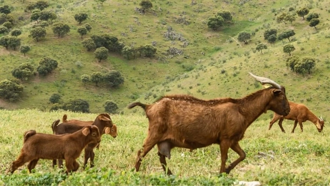 Cabrito de Extremadura / Foto: Instagram I.G.P.