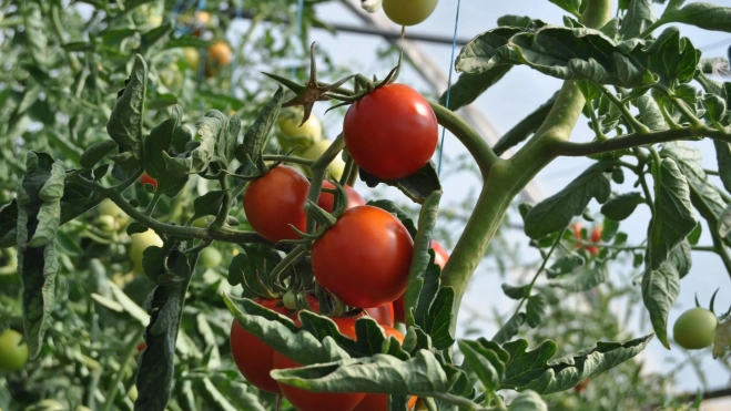 Cultivo de tomates / Foto: Canva