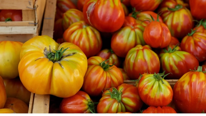 Tomates almacenados en cajas de madera / Foto: Canva