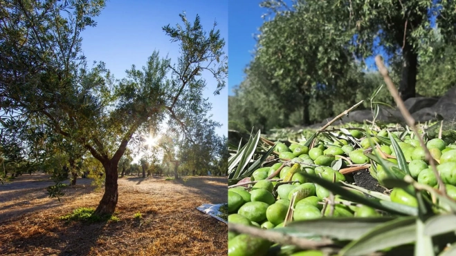 Olivar y cosecha de olivas / Foto: Instagram GPO