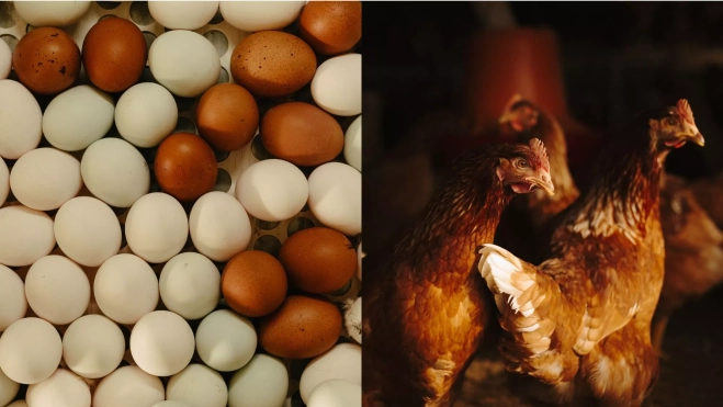 Huevos y gallinas de Cobardes y Gallinas / Foto cedida Huevos y gallinas de Cobardes y Gallinas / Foto cedida