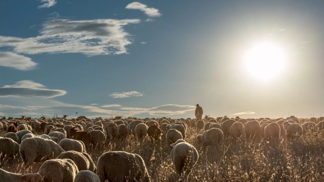 Pastor pasturando ovejas / Foto: Canva