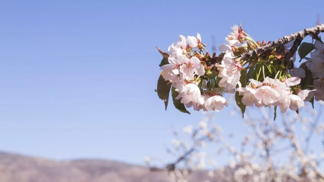 Cerezos floridos en el Valle del Jerte / Foto: Canva