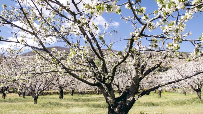 Cerezos floridos en el Valle del Jerte / Foto: Canva